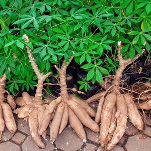 Fresh cuttings Cassava, yuca Cuttings 6-8 cuts Manihot esculenta, Manioc, Tapioca image 1