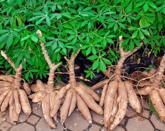 Fresh cuttings - Cassava, yuca Cuttings 6-8" cuts- Manihot esculenta, Manioc, Tapioca