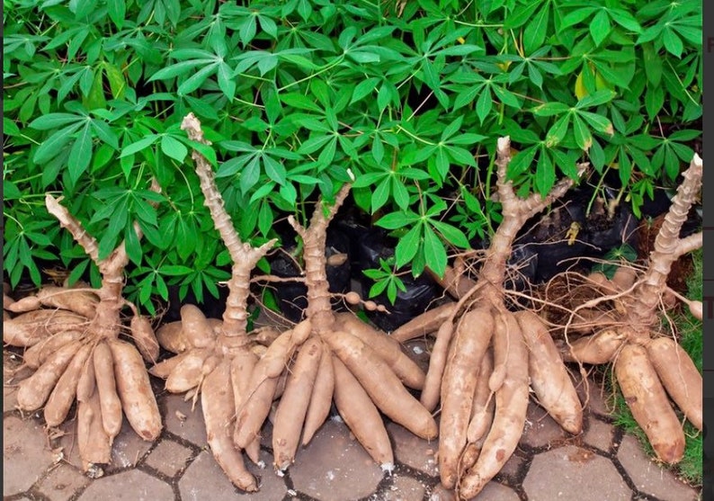 Fresh cuttings Cassava, yuca Cuttings 6-8 cuts Manihot esculenta, Manioc, Tapioca image 1