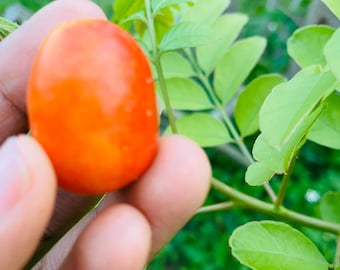 Live plant / cuttings of The Jocote plum tree or Spanish plum, hog plum, Spondias purpurea, red mombin - cutting taken fresh upon order.