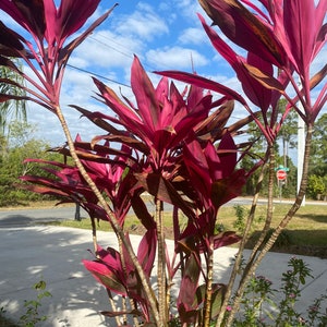 Cordyline Red Sister Cutting 12 / live Plants 18-24 image 6