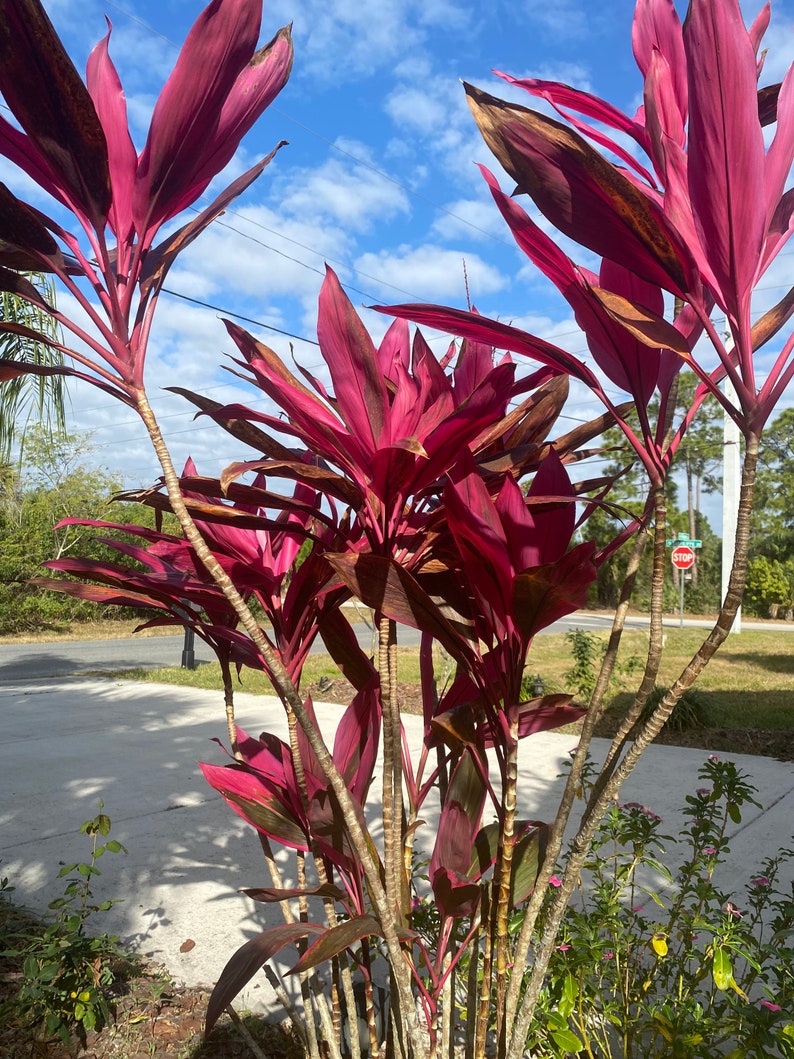 Cordyline Red Sister Cutting 12 / live Plants 18-24 image 6