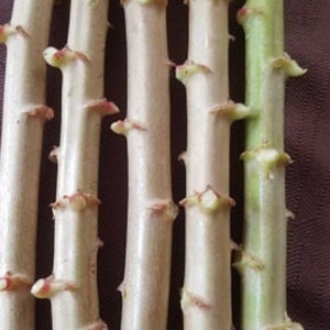 Fresh cuttings Cassava, yuca Cuttings 6-8 cuts Manihot esculenta, Manioc, Tapioca image 4