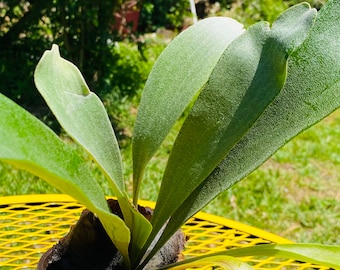 Live plant - Staghorn Fern