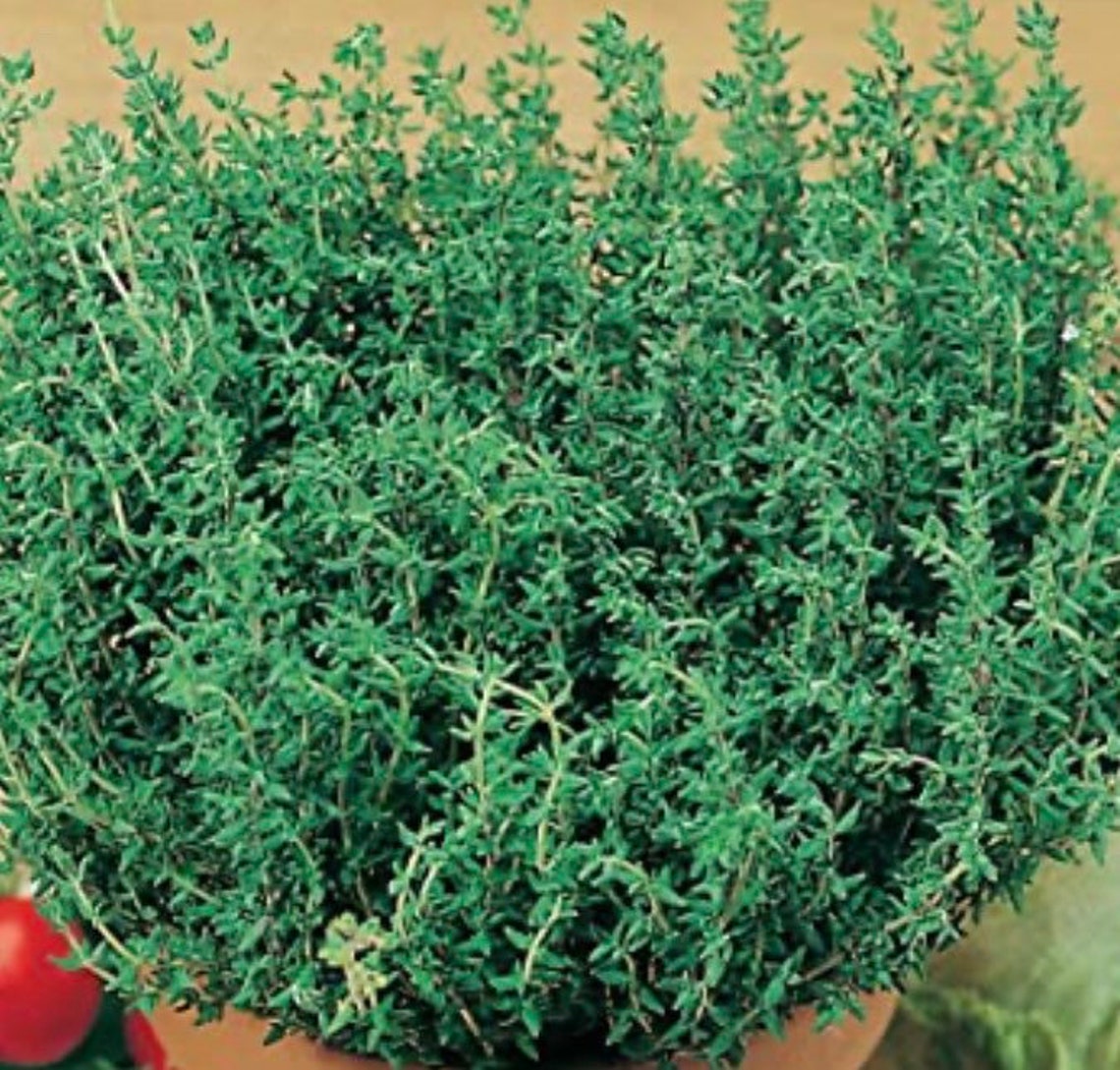 ground thyme to sprigs