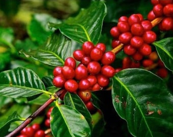 Live arabica coffee plant