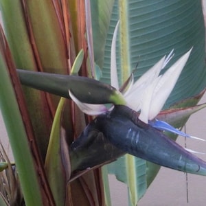 Live Plant White Bird of Paradise | Etsy