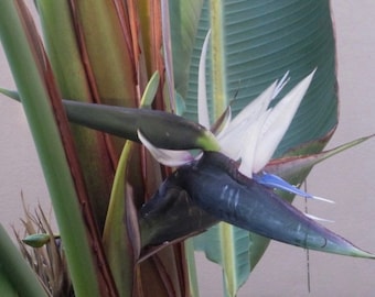 Live plant White bird of paradise