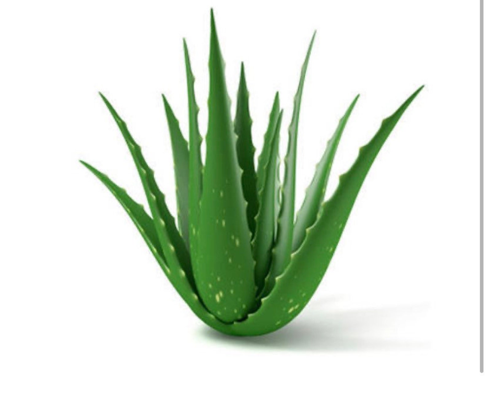 Fresh cut Whole organic Aloe Vera leaf / live plant harvested Etsy
