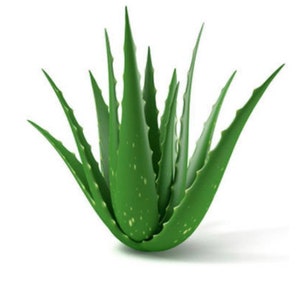 Fresh cut Whole organic Aloe Vera leaf / live plant, harvested & vacuum sealed day of shipping.