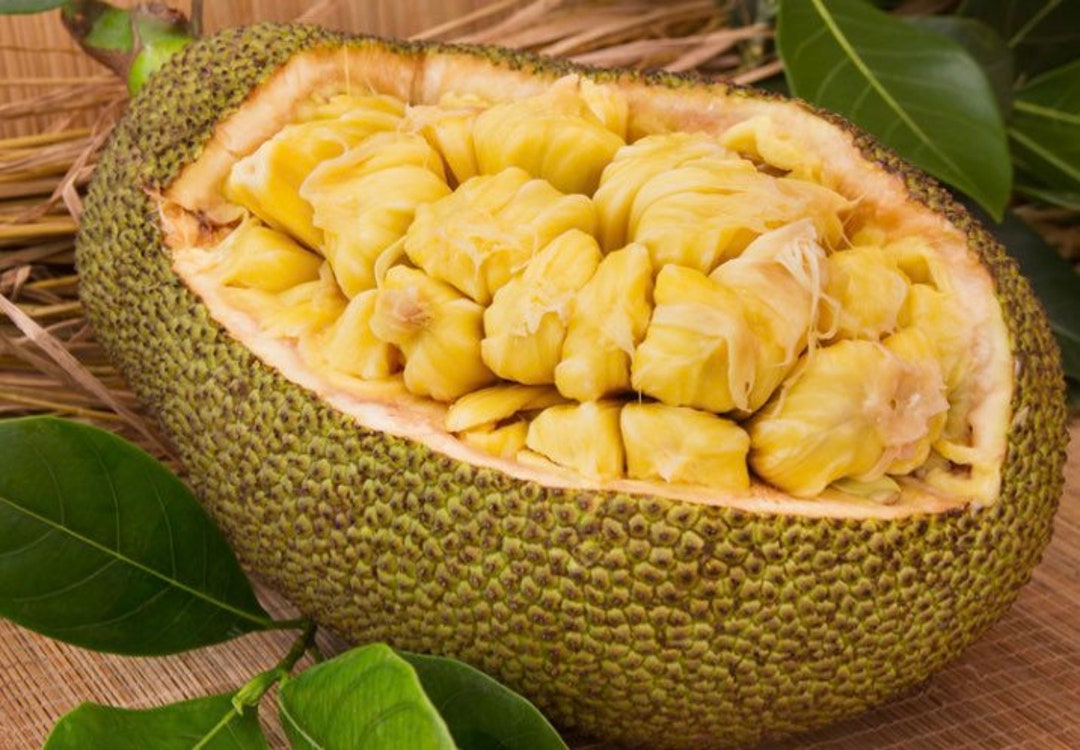 ジャックフルーツ　 波羅蜜　パラミツ　大苗 2025年最新】ジャック フルーツ パラミツの人気アイテム - メルカリ