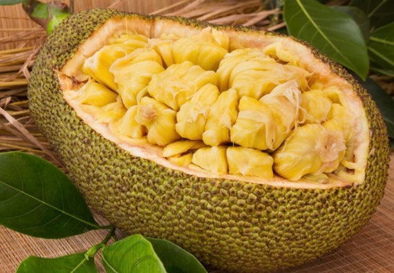 収穫したてのジャックフルーツの種 - Etsy 日本