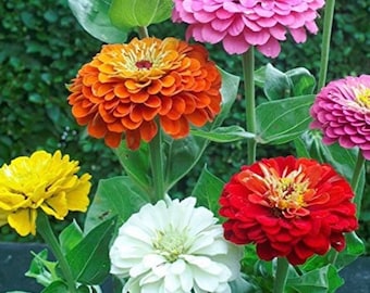 Zinnia Elegans seeds (250) large cut flowers - assorted colors