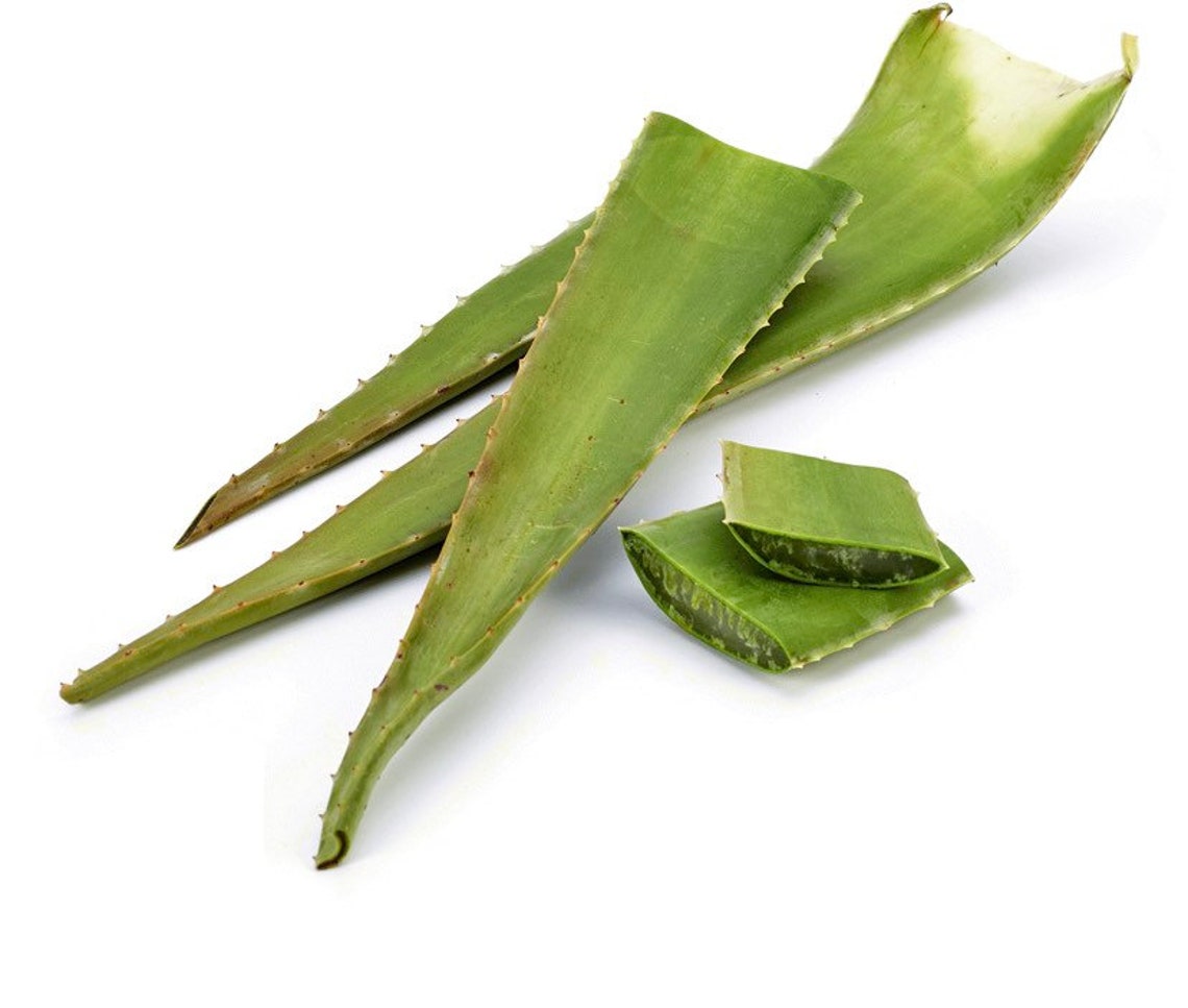 Fresh cut Whole organic Aloe Vera leaf / live plant harvested Etsy