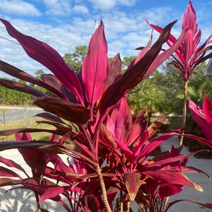 Cordyline Red Sister Cutting 12 / live Plants 18-24 image 5