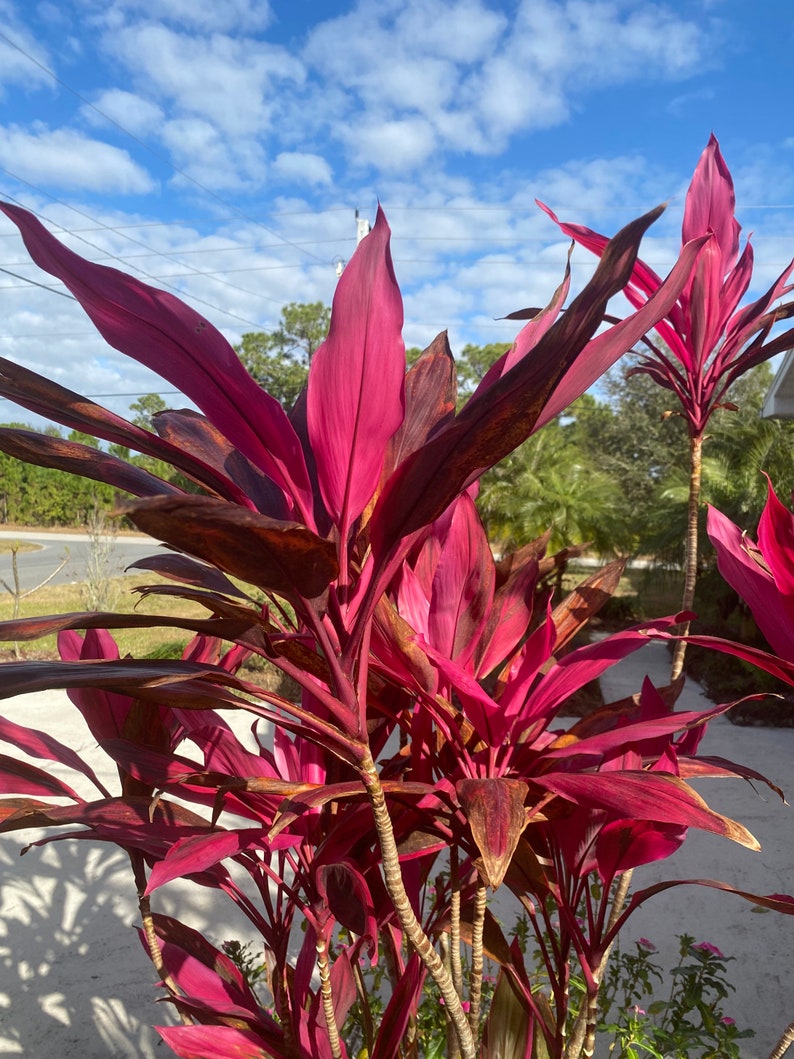 The Island Gardeners Cordyline - Thumbnail 4