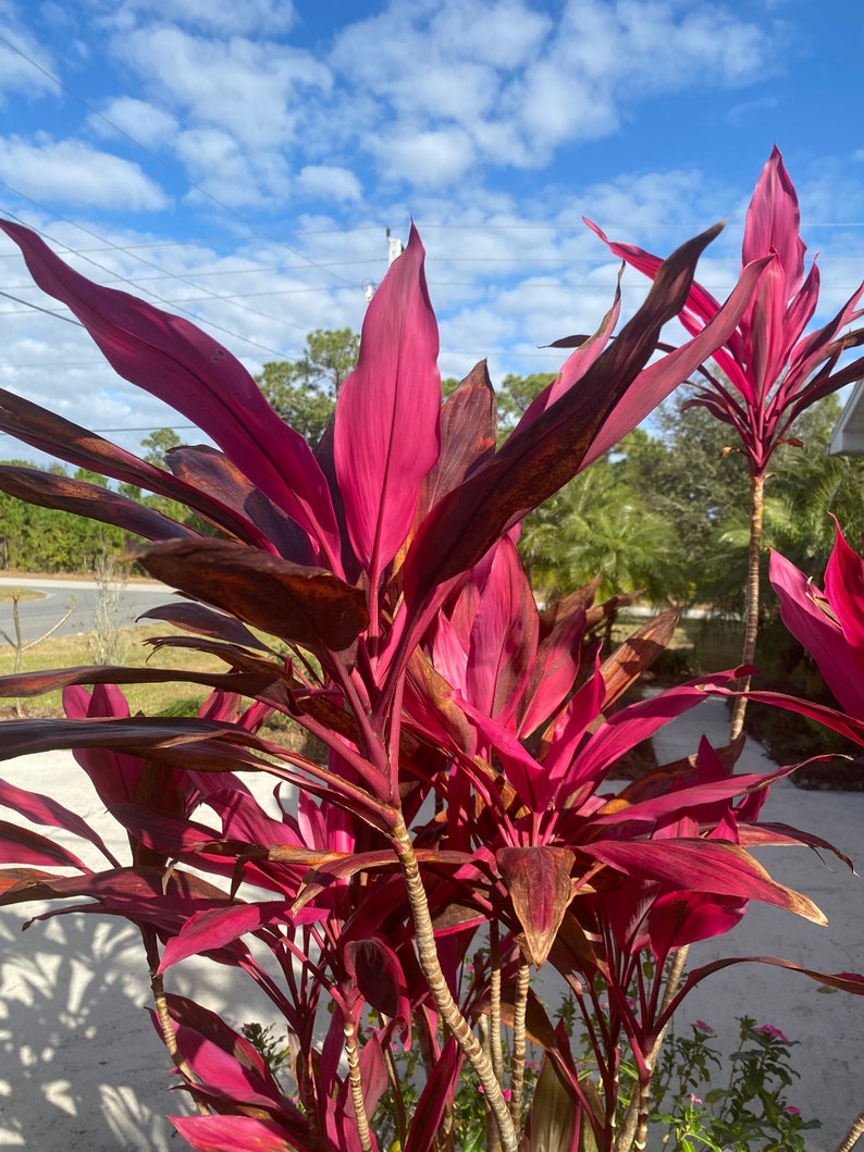 Cordyline Red Sister Cutting 12 / live Plants 18-24 image 5