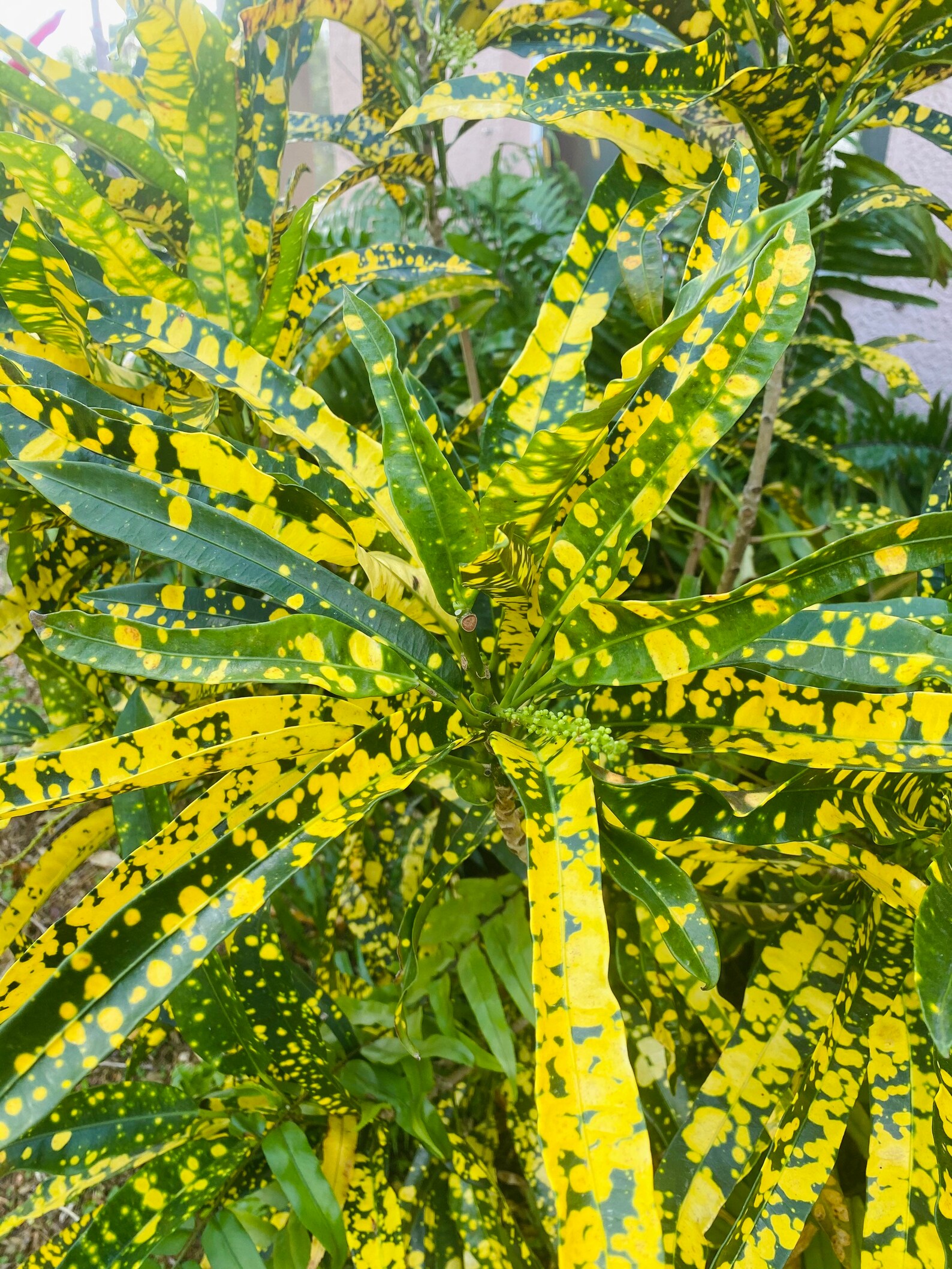 Croton Cutting & Live Plant Etsy