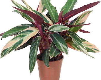 May include: A potted houseplant with variegated green and white leaves and red stems. The plant is in a brown plastic pot.
