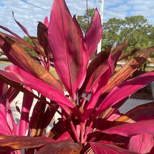 Cordyline Red Sister Cutting 12 / live Plants 18-24 image 4