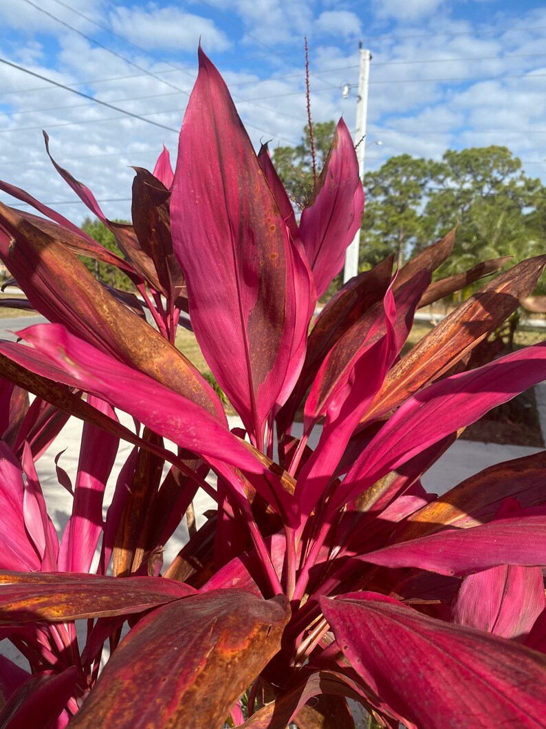 Cordyline Red Sister Cutting 12 / live Plants 18-24 image 4