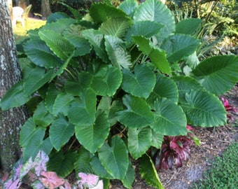 Live plant Alocasia California