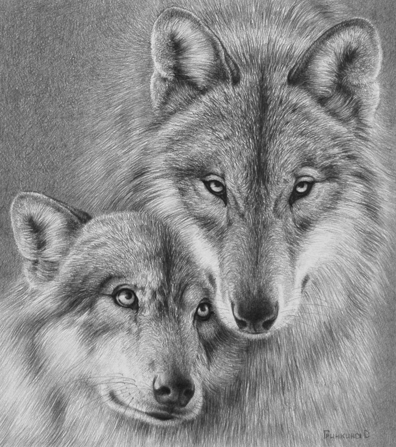 Wolves Pencil Portrait drawing Graphite Pencil Portrait Etsy