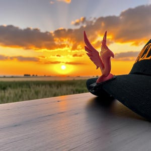May include: A black baseball cap with gold lettering, featuring a pink and red bird-like figure attached to the brim. The cap sits on a wooden surface with a sunset in the background, displaying orange and yellow hues.