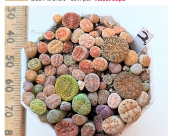 about60PCS 1-year seedling - Mixed Lithops Living Stones -Colorful Lithops - cheaper than seeds