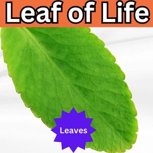 2+ oz Freshly Harvested Leaf of Life (Kalanchoe Pinnata) – Miracle Plant Leaves for Propagation, Tea, and Medicinal Use
