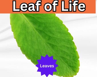 2+ oz Freshly Harvested Leaf of Life (Kalanchoe Pinnata) – Miracle Plant Leaves for Propagation, Tea, and Medicinal Use