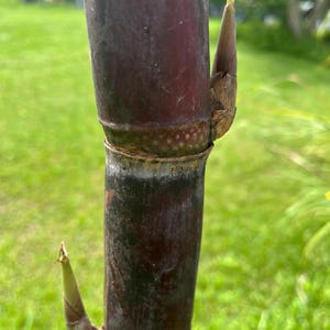 Sprouted Organic Sugarcane Nodes: Grow Your Own Sweet Harvest