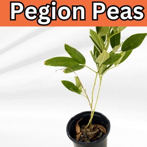 14-18 Inches Organic Pigeon Peas Seedlings (Cajanus Cajan) – Gungo Peas, Thuvarai Paruppu, Arhar, Toor Dal