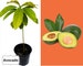 Live Avocado Plant Organic - Healthy Root System , 18-24' Tall,  Large Fruit, Tasty Fruit, Avocado Leaf, Avocado Tea 