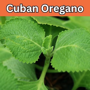 8-14&#39;&#39; Live Rooted Organic Cuban Oregano Plant – Jamaican Thyme, Broadleaf Thyme, Mexican Mint, Indian Borage, No Pesticides