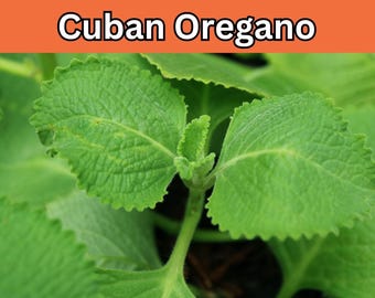 8-14&#39;&#39; Live Rooted Organic Cuban Oregano Plant – Jamaican Thyme, Broadleaf Thyme, Mexican Mint, Indian Borage, No Pesticides