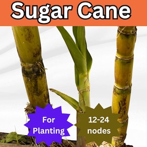 May include: Image of sugar cane stalks with green leaves. The text "Sugar Cane" is at the top. The image also includes text that says "For Planting" and "12-24 nodes".