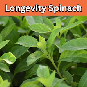 10-14&#39;&#39; Tall Longevity Spinach Plant – Organic Gynura Procumbens, Medicinal & Healthy Vegetable