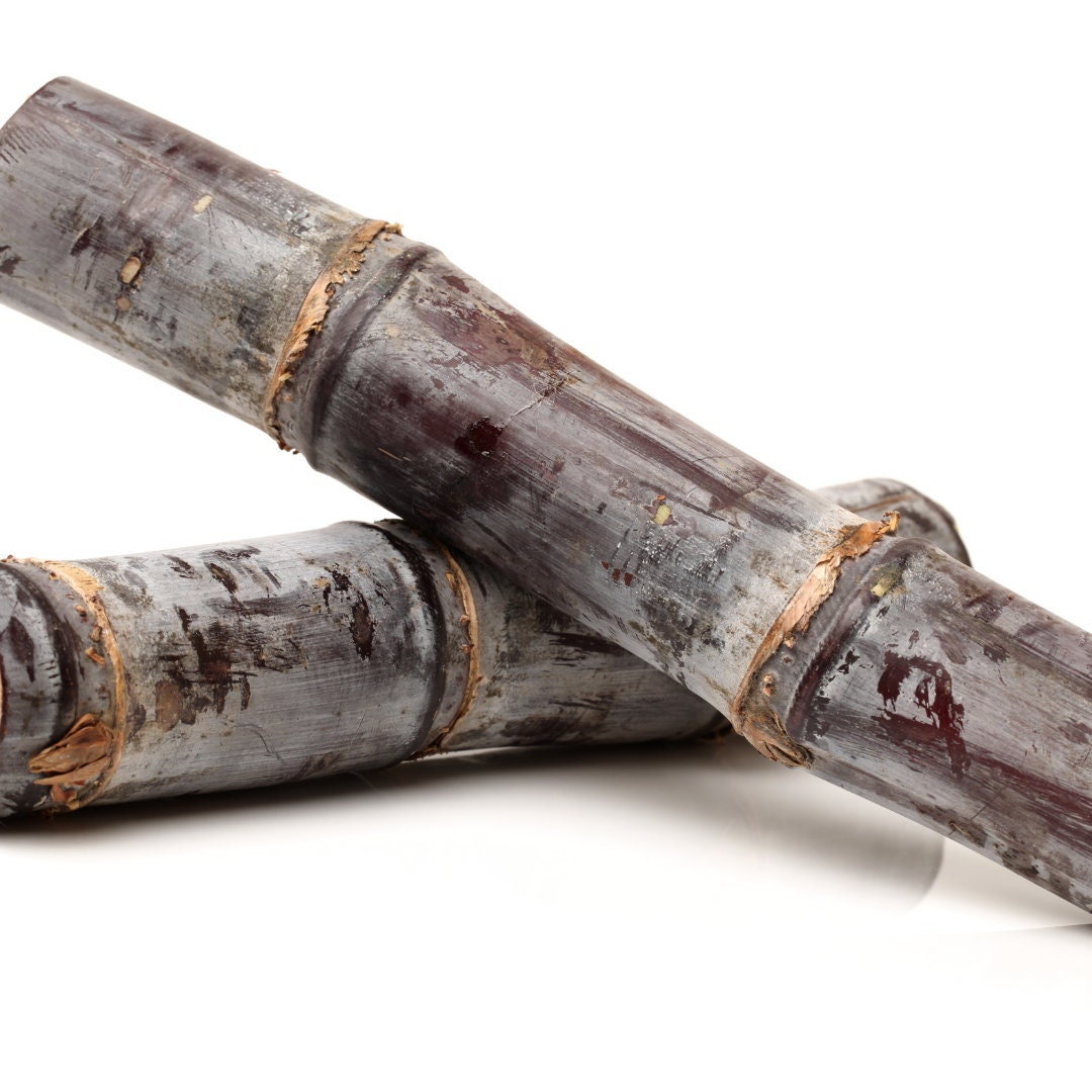 Sugarcane Nodes for Planting, Organic Sugar Cane Root Stock, Multinode