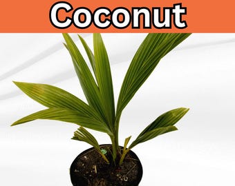 Sprouted Coconut, Coconut Seeds, Coconut Tree Growing In A Coconut Tree Growing In A Coconut Tree Image633072818