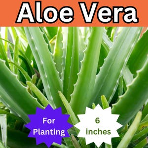 blue dracaena Dracaena Warneckii – Adplants