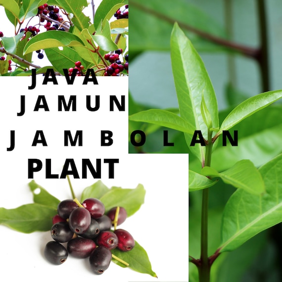 Jamun tree jamuntree  Profile  Pinterest