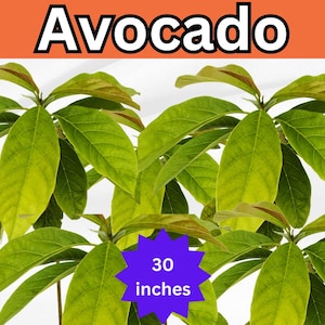 30&#39;&#39; Tall Live Organic Avocado Plant – Healthy Root System, Large Tasty Fruit, Leaf for Tea