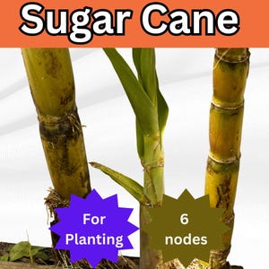 Sugarcane  Nodes For Planting,  Organic Sugar Cane Root Stock, Multi-Node Plants Purple/Green/Stripe ,  Ready For Planting Sugar Cane