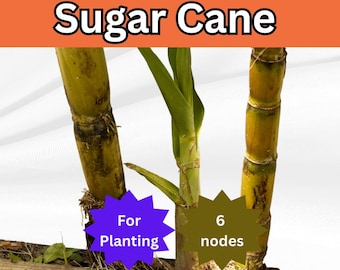 Organic Sugarcane Root Stock – 6 Active Nodes, Multi-Node Purple/Green/Striped Plants, Ready for Planting