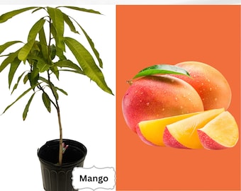 Mango Plants (Live) 12-30", Non-Grafted Mango , Organic Mango Seedling, Mystery Mango