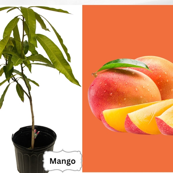 Mango Plants (Live) 12-30", Non-Grafted Mango , Organic Mango Seedling, Mystery Mango