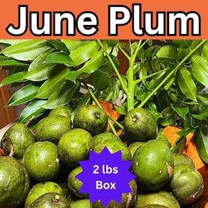 Organic Large June Plums (Ambarella/Golden Apples) — Fresh Tropical Taste — 1 to 3 lbs