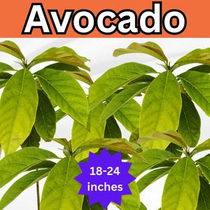 18-24&#39;&#39; Tall Live Organic Avocado Plant – Healthy Root System, Large Tasty Fruit, Leaves for Tea