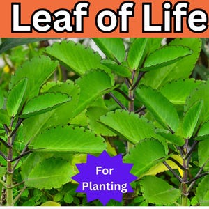 10-20&#39;&#39; Organic Leaf of Life Plant (Kalanchoe Pinnata Bryophyllum) – Miracle Plant for Propagation, Teas, and Medicinal Use